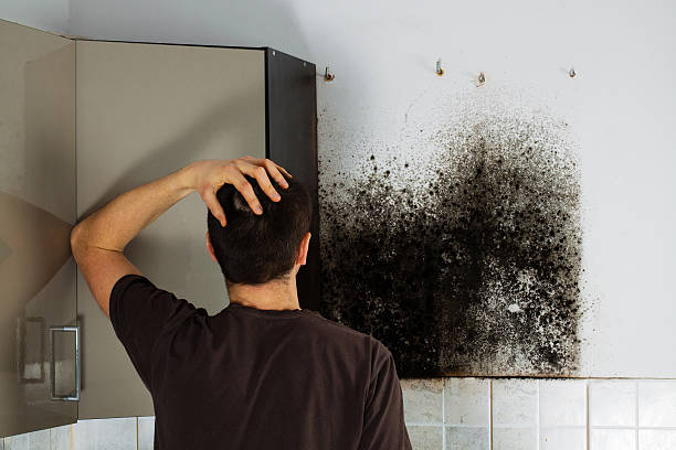 Mold Remediation Experts